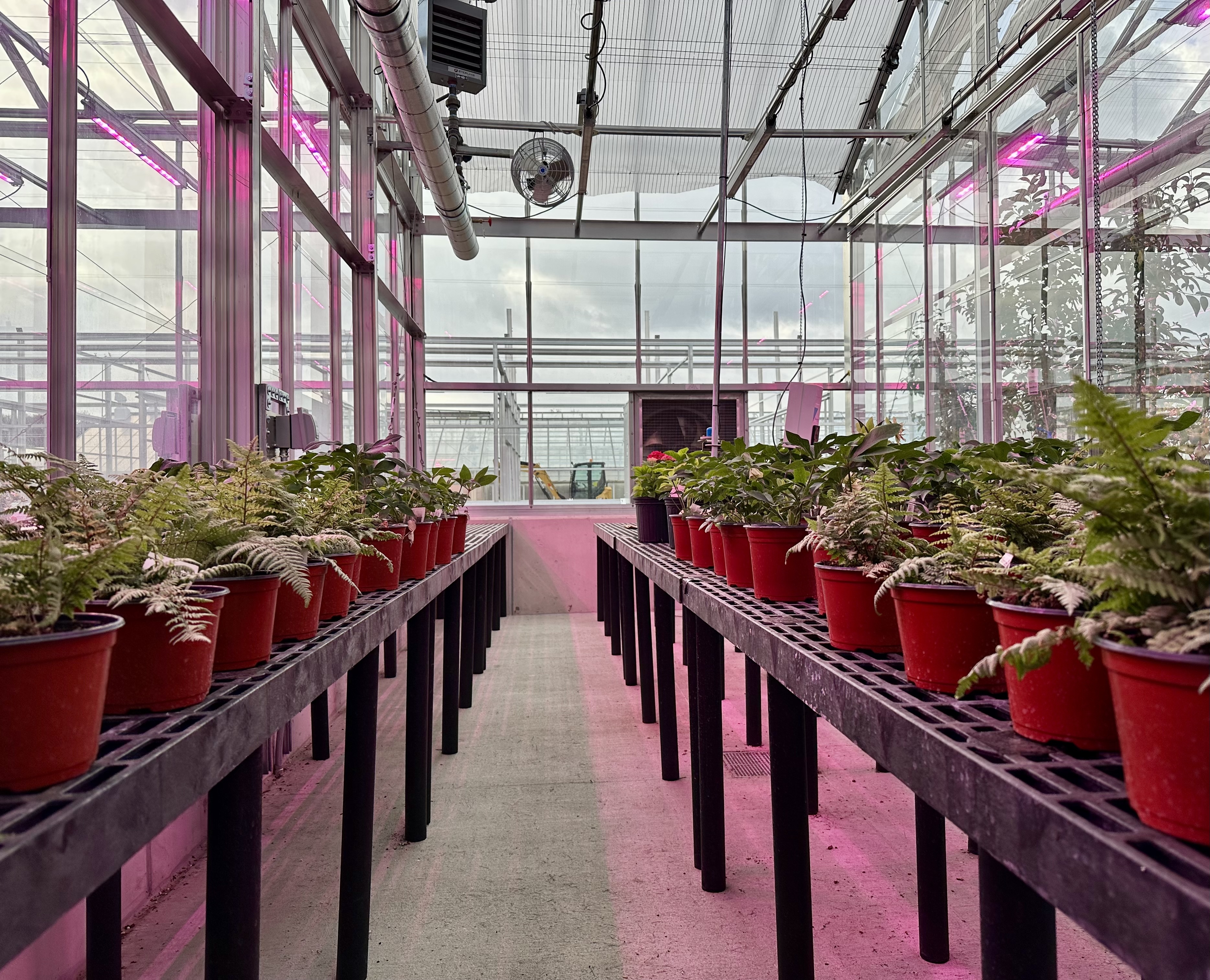 Inside greenhouse2 4.21.25.jpg